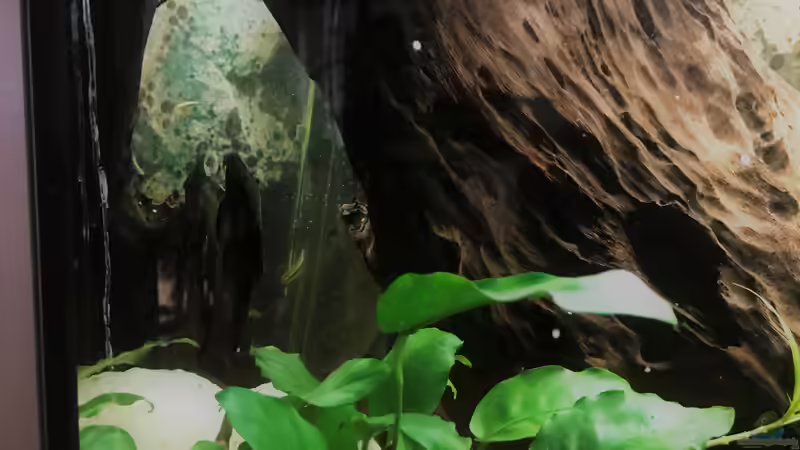 Wels an der Seitenscheibe von Tina50 (18)