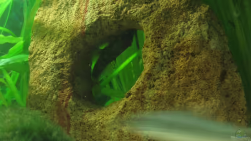 Wels an seinem Lieblingsplatz von Henning Brinkmann (13)