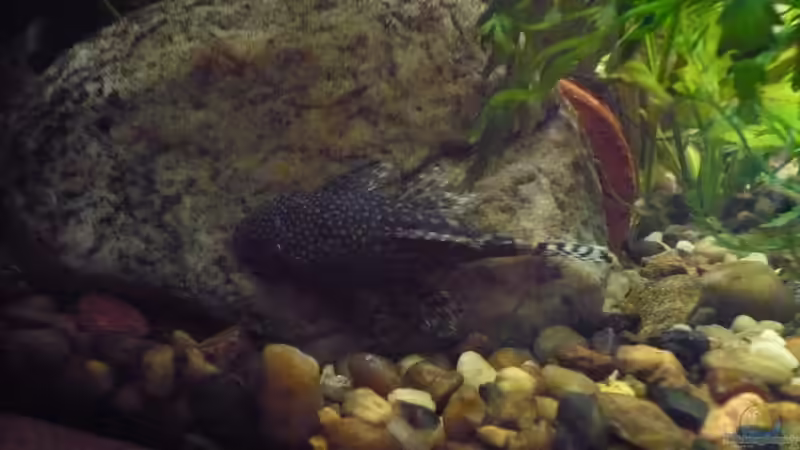 Wels auf ein Stein von Werner Lehmann (33)