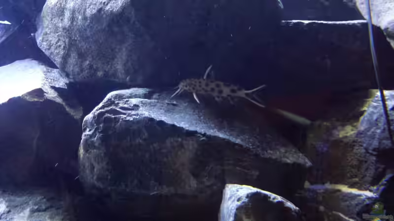 Wels auf Erkundungstour von redieh (21)