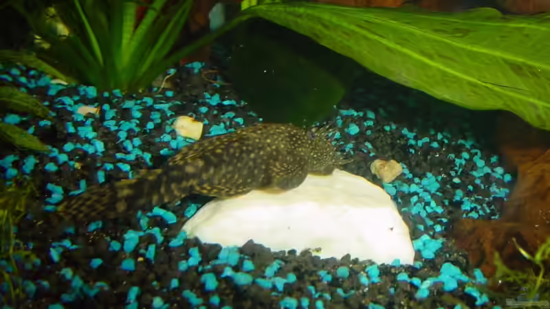 Wels auf Leuchtquarz von Sabine Stark (34)