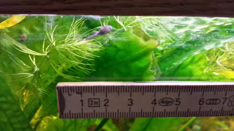 Wels-Baby mit Meterstab von mamo2000 (33)