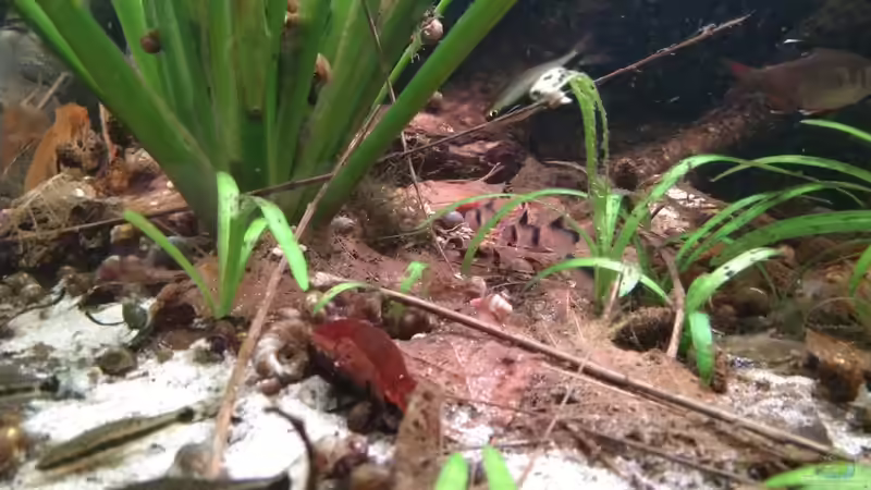 Wels-Connection  von SaMü (29)