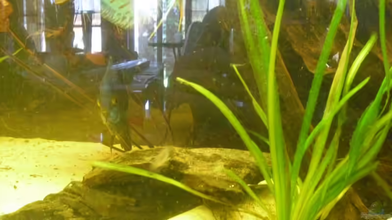 Wels-Höhle für den Alten (ein Antennenwels)  und kleinere Resthölzer als Versteck von nemo0109 (16)