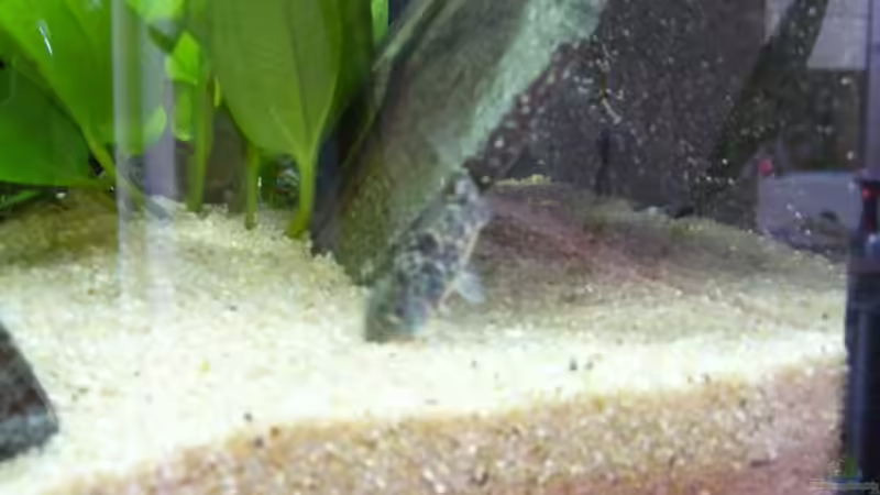 wels im Sandkasten von Sunnyboy_72 (17)