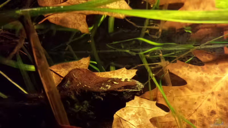 Wels in der Strömung von NRW (29)