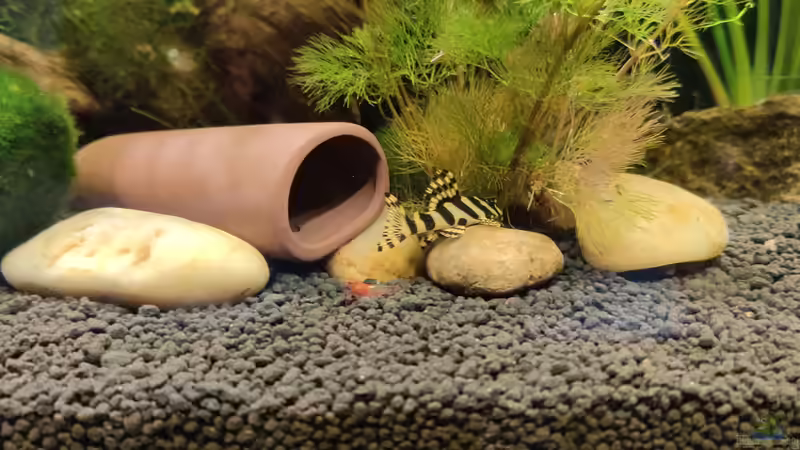 Wels L 134 wunderschöne Tiere von Woidma (85)