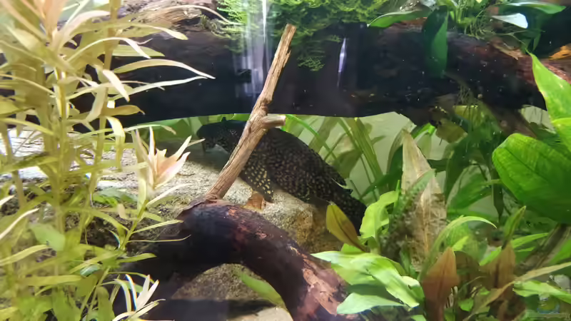 Aquarien mit Glyptoperichthys joselimaianus (L 22)