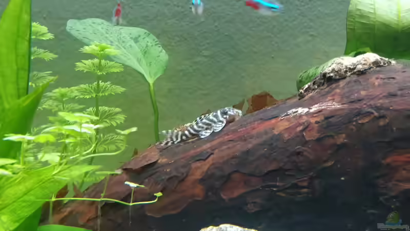 Aquarien für Hypancistrus sp. "L333" (Einrichtungsbeispiele für Königstiger-Harnischwels, L-333)