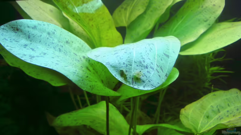 Wels-Laich auf ´Ozelot´ von Susanne Kruse (7)