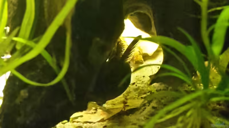 Wels-Männchen in Lieblingshöhle, einer hohlen Morkienwurzel von mikeschchaos (7)
