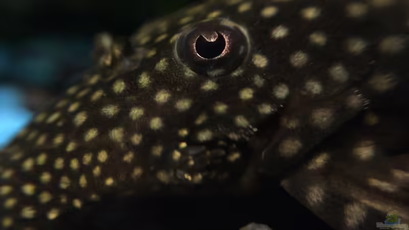 Wels Makroaufnahme von Yasmine (36)