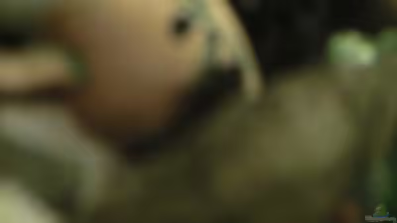 wels nachwuchs von Inai Whang (26)