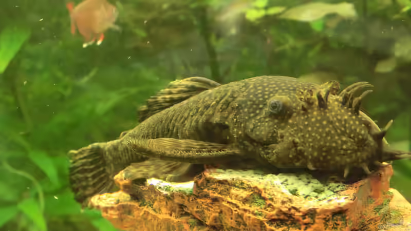 Wels Papa Bruno von Inai Whang (27)