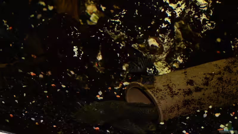 Wels sowie Zebrabuntbarschbaby bei Nacht von Gallius (9)