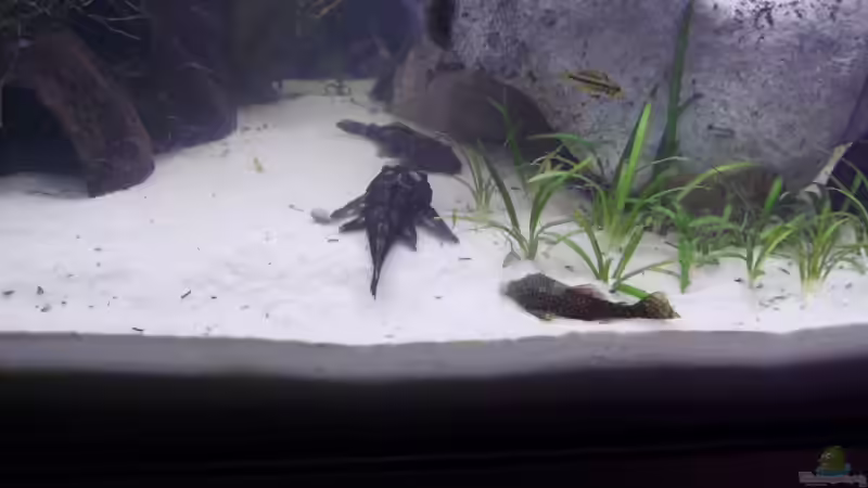 Wels treffen. von Marcel Wilke (19)