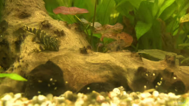 Wels und Amanogarnele von MarcelS (13)