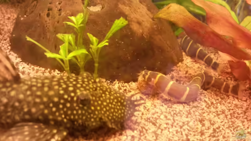 wels und dornauge  von Ceylon (69)