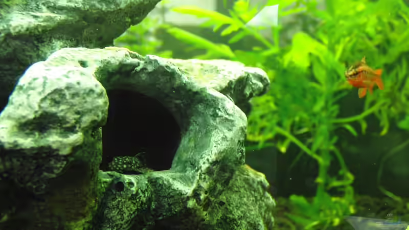 Wels und Fisch von Thomas Bube (11)