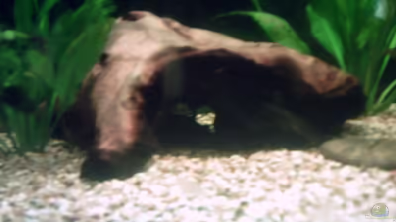 Wels unter seiner Wurzel... von Sascha.L (20)