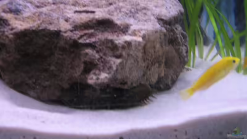 Wels unterm stein....  von Gladbacherfohlen86 (21)