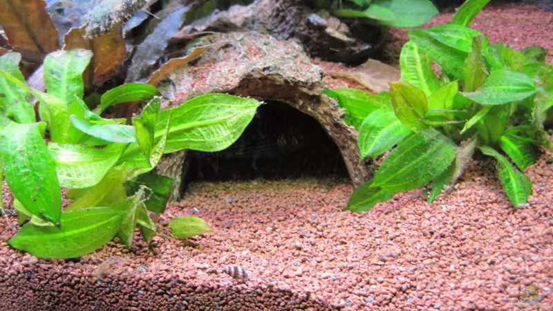 Wels-Versteck von Jogi (24)