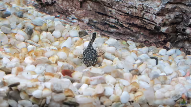 Wels von Alex B. (15)