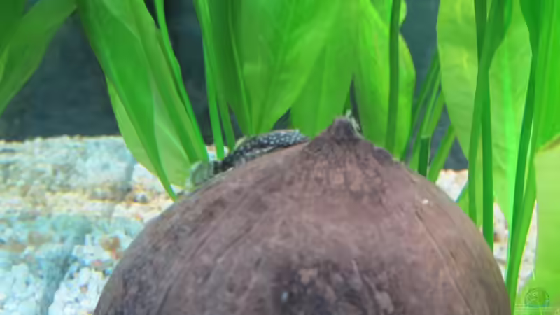 Wels von Alex B. (16)