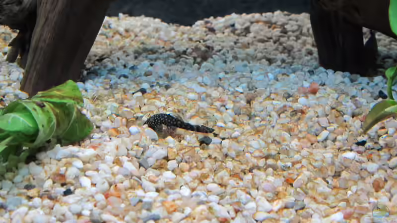 Wels von Alex B. (18)