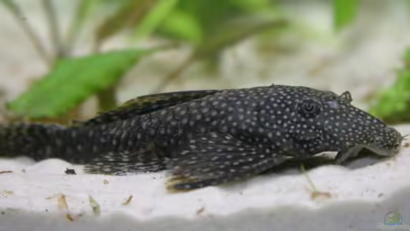 Wels von Martin Orendi (11)