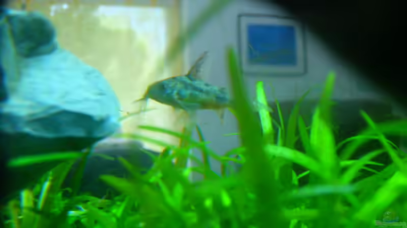 wels von Oliver Gursky (22)