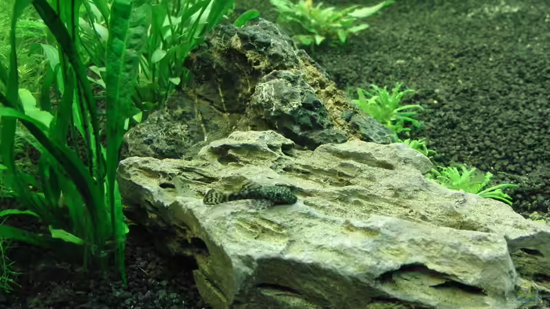 wels von Thomas Bube (10)