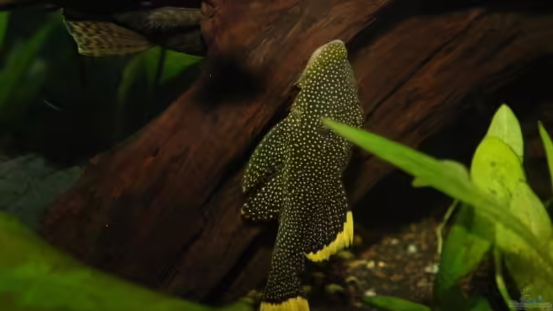 Wels von Verkaufe mein Aquarium (9)