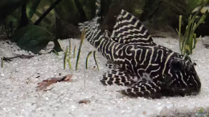 Wels von Woidma (79)