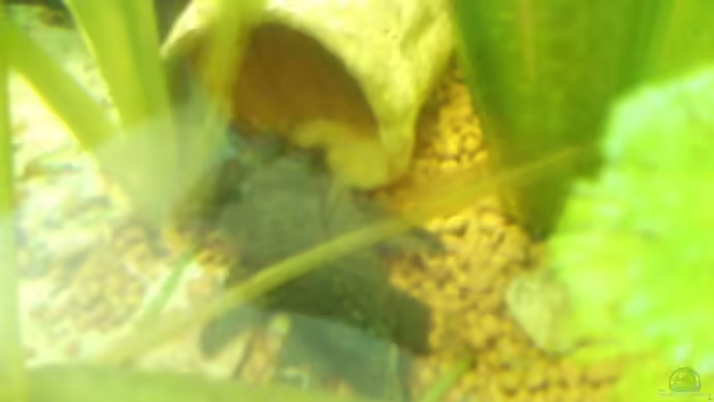 Wels vor Höhle von Bernd St. (12)