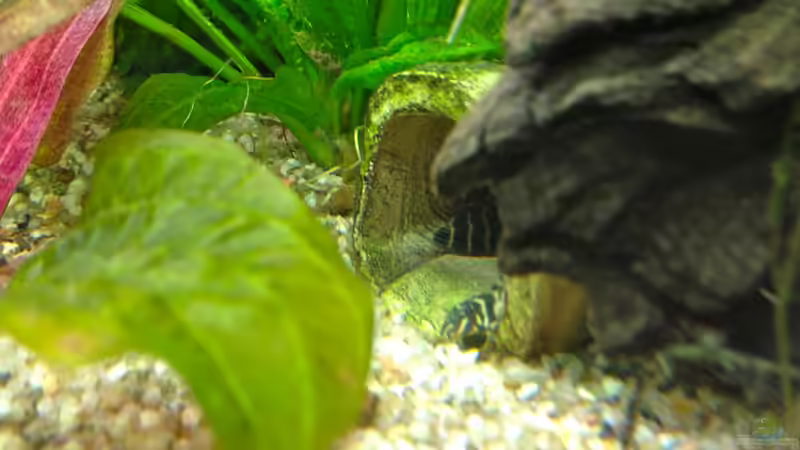 Welsbaby in der Höhle von Michel (12)