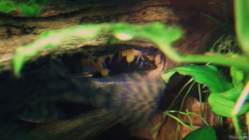 Welsbabys von Microsash (25)