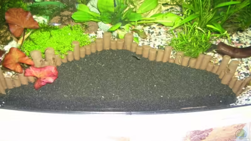 Welsbad von Belvina (18)