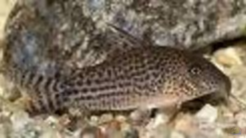 Welse  von Joelle Thies (8)