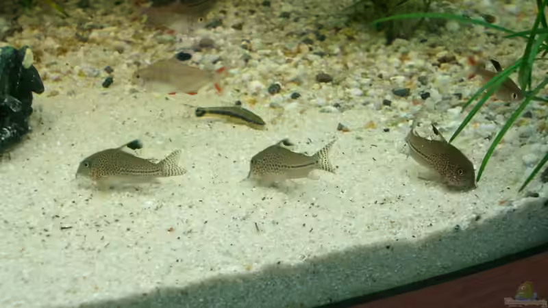 Welse bei der Arbeit von KaSa (16)