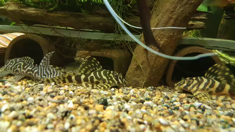 Welse L134 und L173b von Aqualady (3)