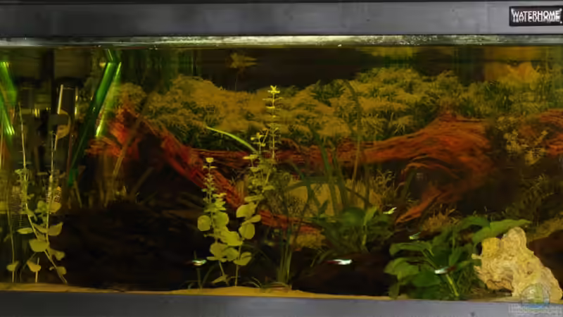 Welse und kakadufrau im Versteck von Robert Dettmering (1)