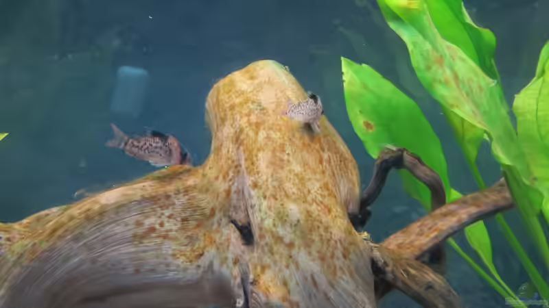 Welse von Alex B. (12)