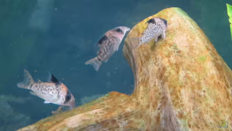 Welse von Alex B. (13)