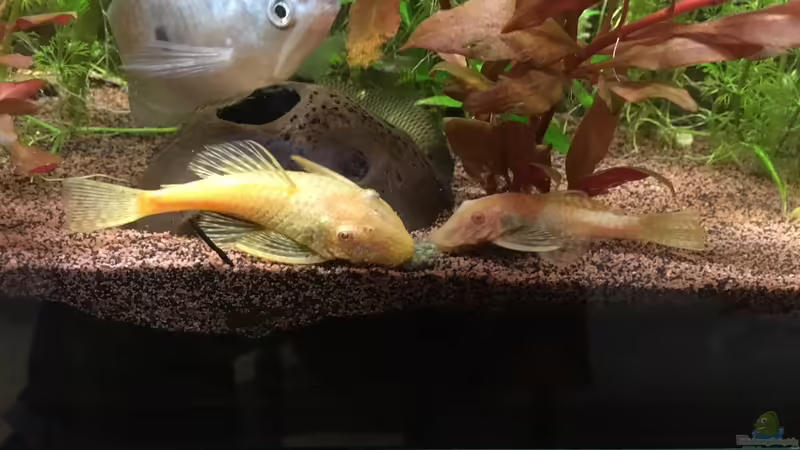 Welse von Ceylon (36)