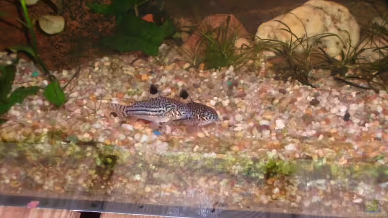 Welse von Hans Holten (9)