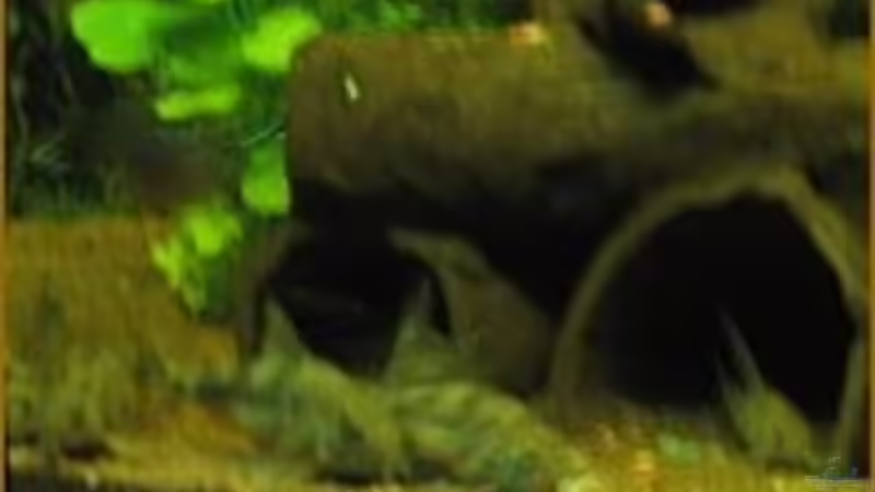 Welse von Sabine Hoffmann (33)