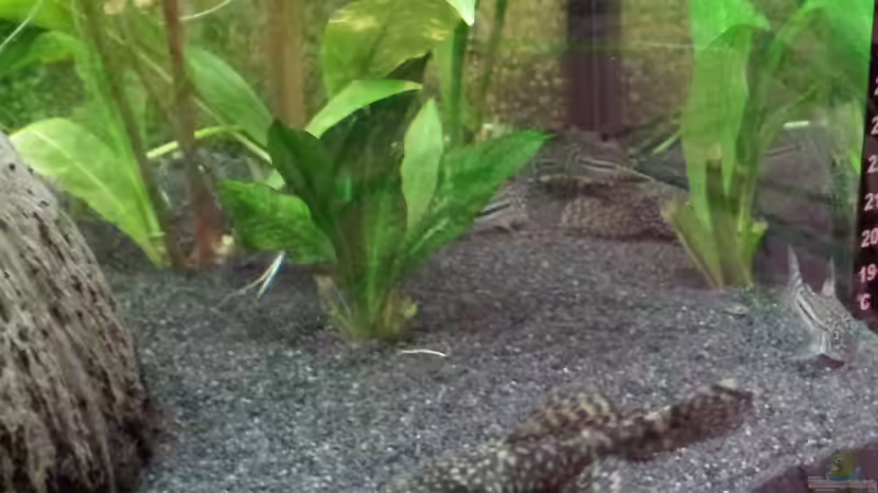 Welse von ~Südamerika~ (8)