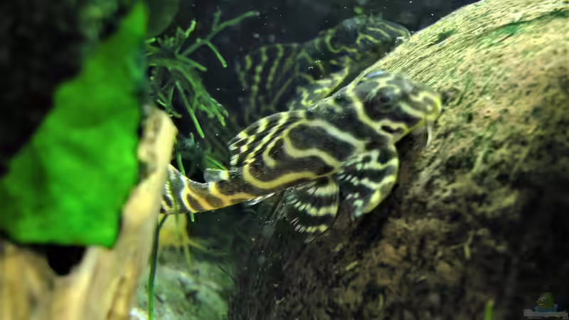 Welse von Taiwanese Inai (6)