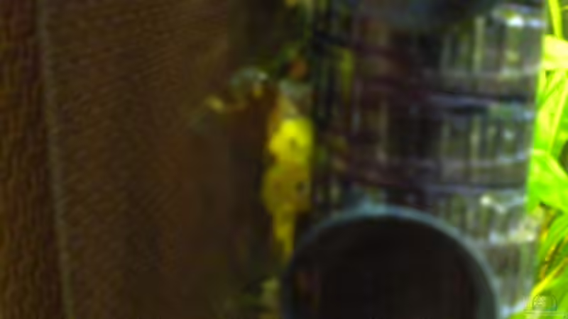 Welseier  von Matthias Hage (7)